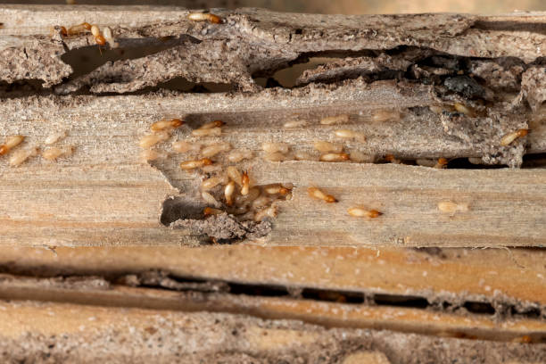 Best Mosquito Control Services  in Start, LA